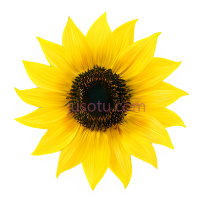 向日葵花瓣, PNG