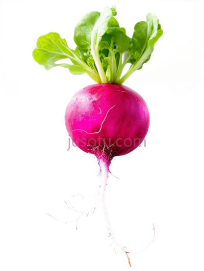 红萝卜,粉色, PNG