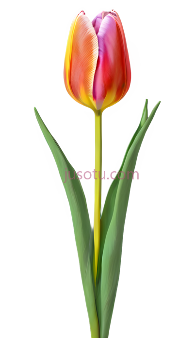抽象郁金香,数字,亮丽色, PNG