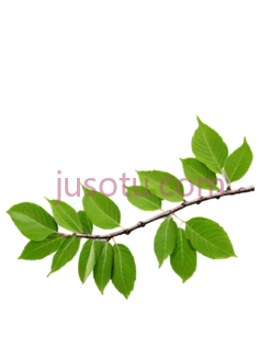 榆树PNG
