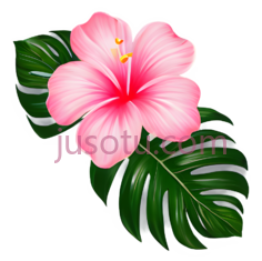 粉色夏威夷花, PNG