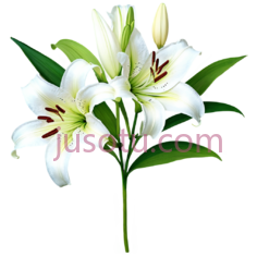 白百合,花 PNG