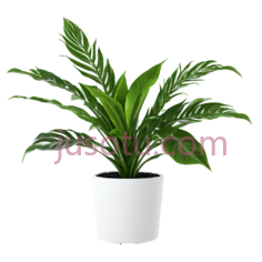 盆栽植物,现代,绿色PNG