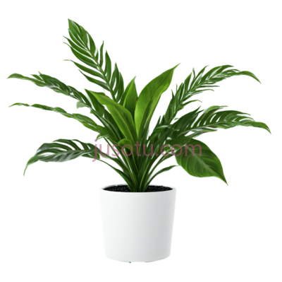 盆栽植物,现代,绿色, PNG