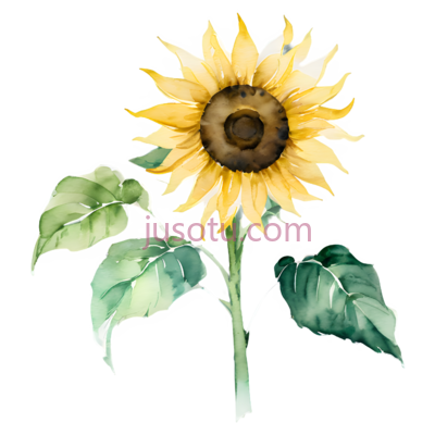 向日葵,黄绿, PNG