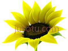向日葵花瓣PNG