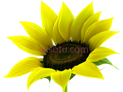 向日葵花瓣, PNG