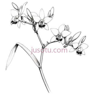 兰花,素描,白色, PNG