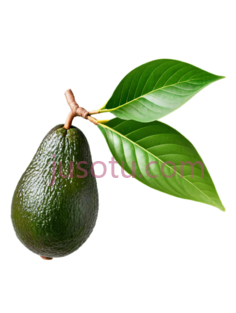 牛油果,自然,绿色PNG