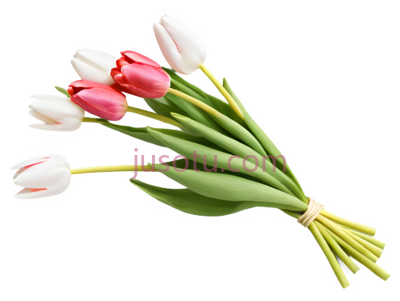郁金香,花束, PNG