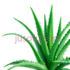 芦荟,叶片,植物PNG