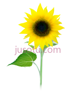 向日葵,植物PNG
