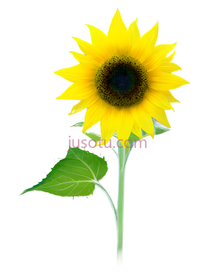 向日葵,植物, PNG