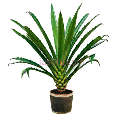 龙舌兰,植物, PNG