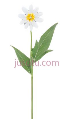 花卉,盛开PNG