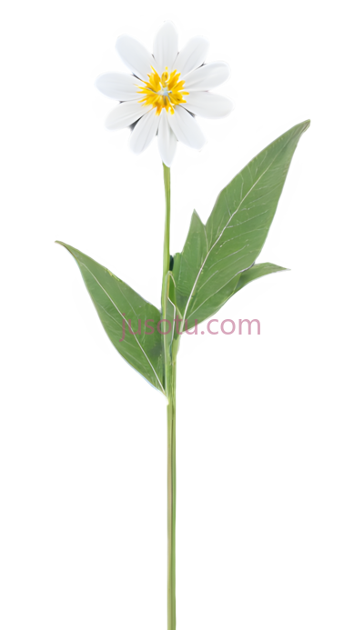 花卉,盛开, PNG