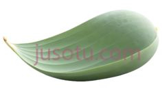 莲花籽荚PNG