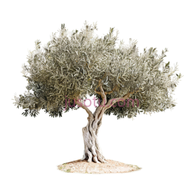 橄榄树, PNG
