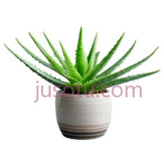 芦荟,陶瓷盆PNG