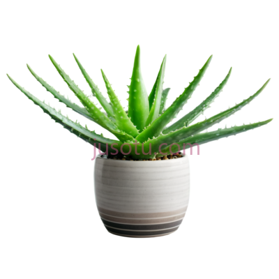 芦荟,陶瓷盆, PNG