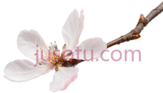 桃花,自然,白色PNG
