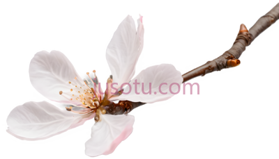 桃花,自然,白色, PNG