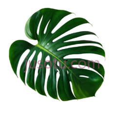 绿萝叶片PNG