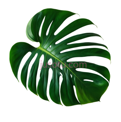 绿萝叶片, PNG