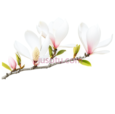 玉兰花,白色, PNG