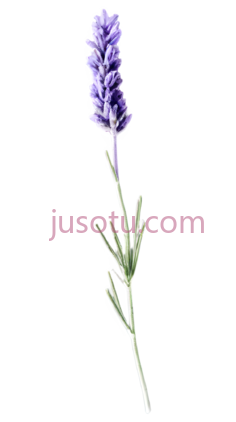 薰衣草枝PNG