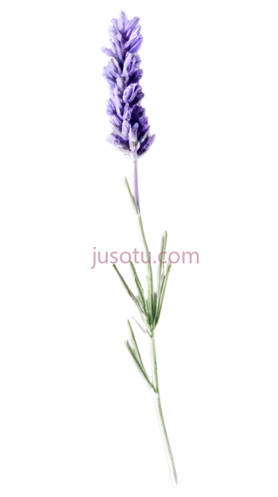 薰衣草枝, PNG