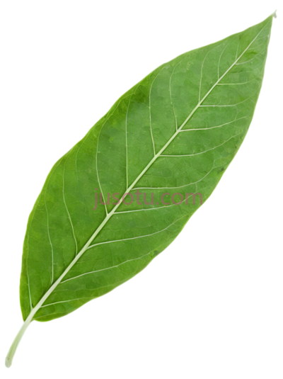 甘松叶, PNG