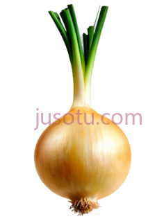 黄色洋葱PNG