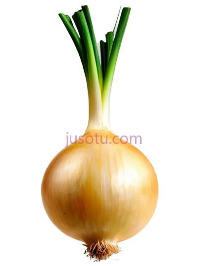 黄色洋葱, PNG