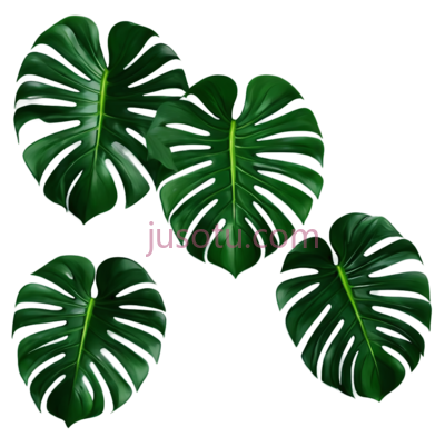 龟背竹叶, PNG