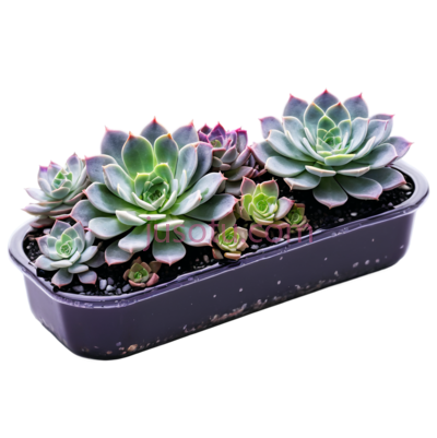 紫色多肉植物,水滴, PNG