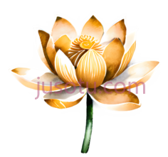 莲花,插画,黄色PNG