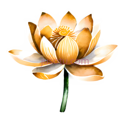 莲花,插画,黄色, PNG