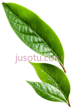 绿茶叶, PNG