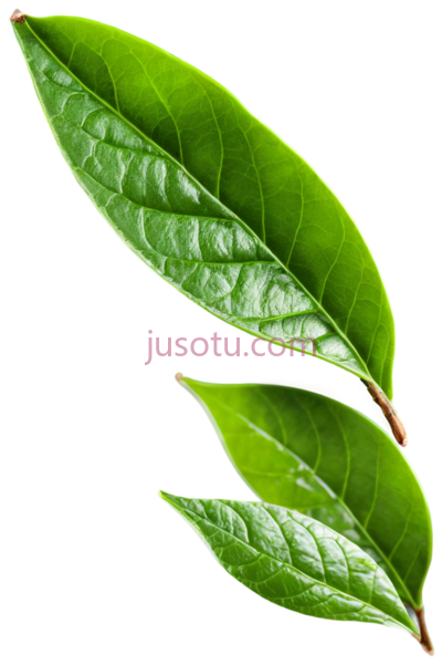 绿茶叶, PNG