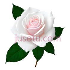白玫瑰,花, PNG