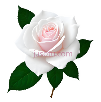 白玫瑰,花, PNG