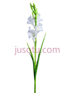 花茎, PNG