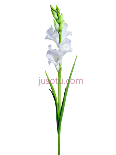 花茎, PNG