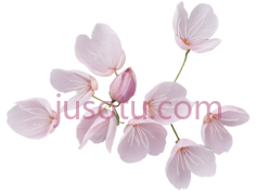 残花,褪色, PNG