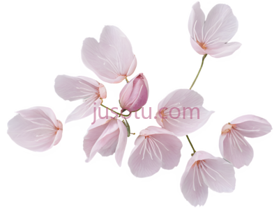 残花,褪色, PNG
