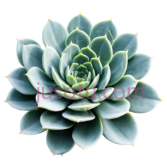 多肉植物,自然,绿色PNG