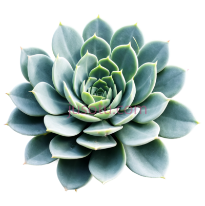多肉植物,自然,绿色, PNG