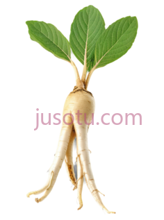 人参根PNG