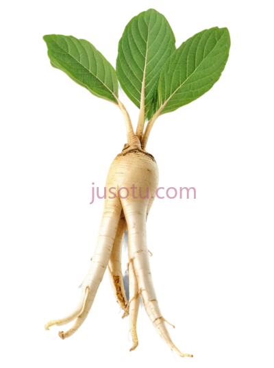 人参根, PNG